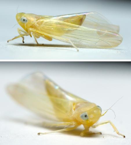Edwardsiana sp.