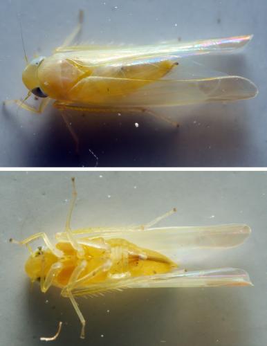 Edwardsiana sp.
