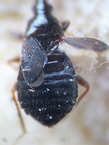 Réf. 298 454 : Xylocoris cursitans