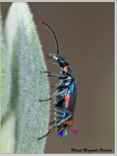 Anthomalachius spinosus