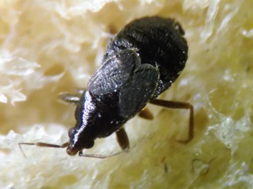 Xylocoris cursitans