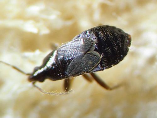 Xylocoris cursitans