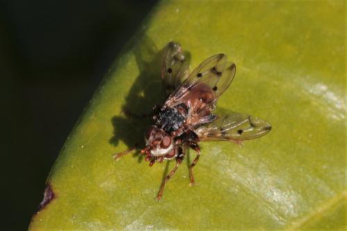 Réf. 298 425 : Myopa polystigma