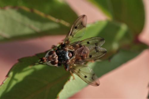 Réf. 298 428 : Myopa polystigma