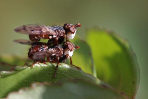 Réf. 298 426 : Myopa polystigma