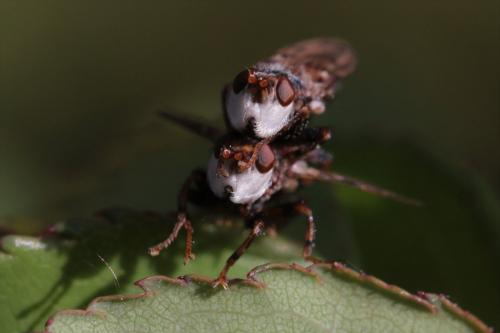 Réf. 298 429 : Myopa polystigma
