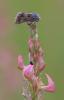 298804 – Photo : Ugoline GODEAU – France (84)
