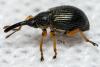 298641 – Photo : André Burgers – Espagne