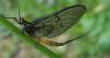 298341 – Photo : Vincent Mathy – France (56)