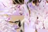 298030 – Photo : Jessica Joachim – France (13)