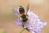 298025 – Photo : Jessica Joachim – France (13)