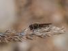 298862 – Photo : BourrinOman – France (83)