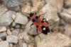 298031 – Photo : Jessica Joachim – France (11)