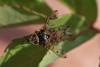 298428 – Photo : Nicolas Mangold – France (44)