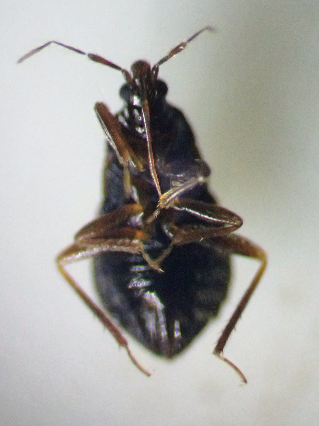 Jacques Citoleux - Xylocoris (Xylocoris) cursitans - réf. 298397 (1050 x 1400 pixels, 205 ko)