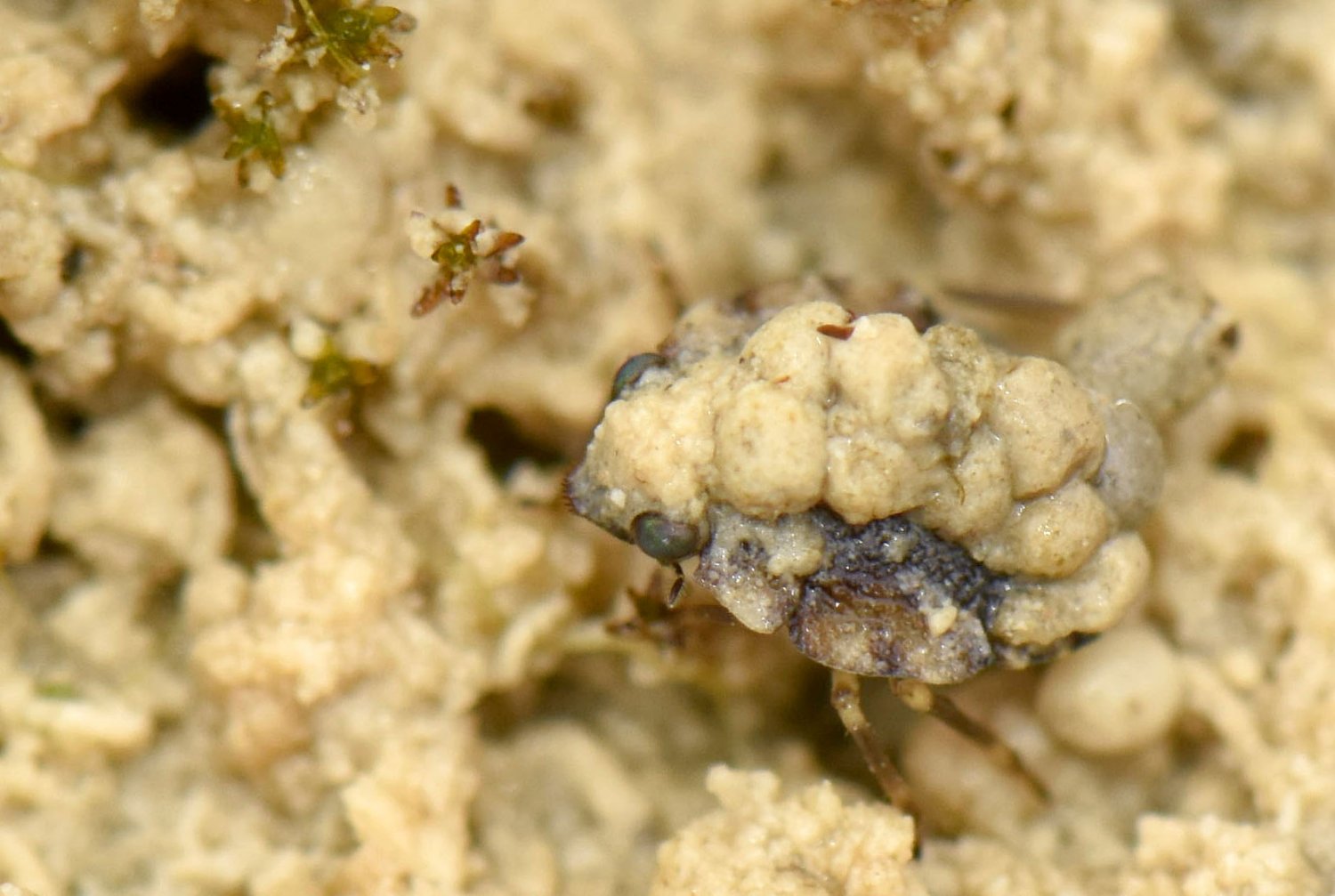 Berger Laurent - Ochterus (Ochterus) marginatus - réf. 298356 (1500 x 1007 pixels, 171 ko)