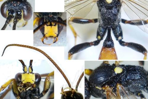 Réf. 299 235 : Ichneumon sp.