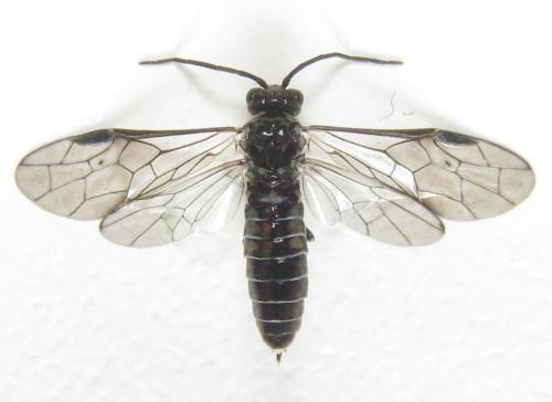 Réf. 299 733 : Empria longicornis