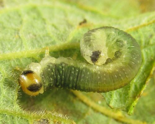 Euura hypoxantha