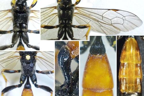 Réf. 299 234 : Ichneumon sp.