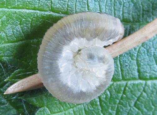 Empria longicornis