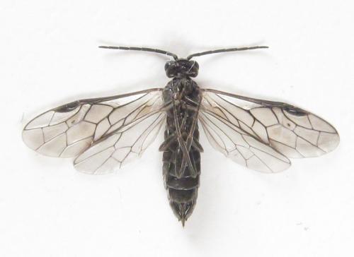 Empria longicornis