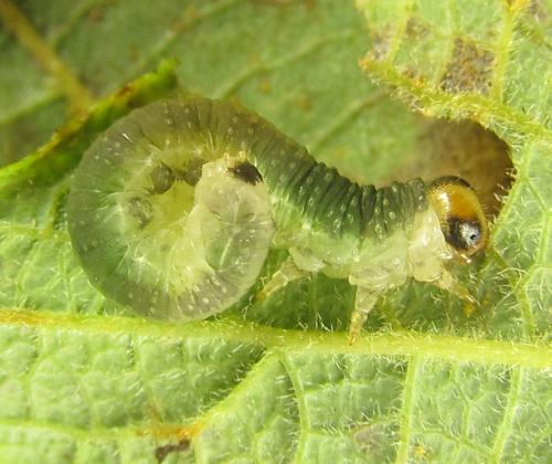 Euura hypoxantha