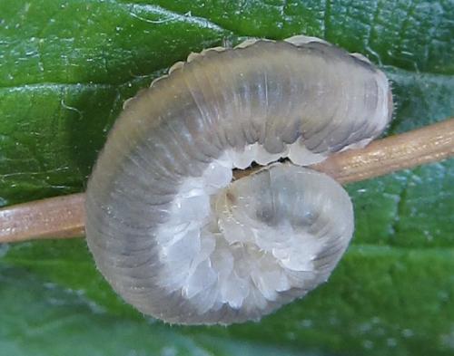 Empria longicornis