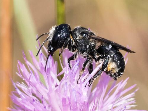 Réf. 299 492 : Osmia dimidiata