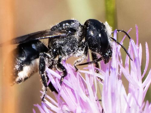 Réf. 299 493 : Osmia dimidiata
