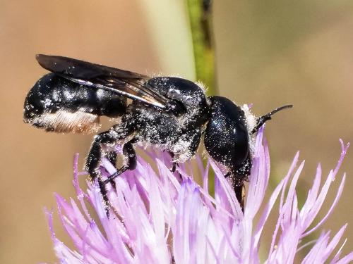 Réf. 299 494 : Osmia dimidiata