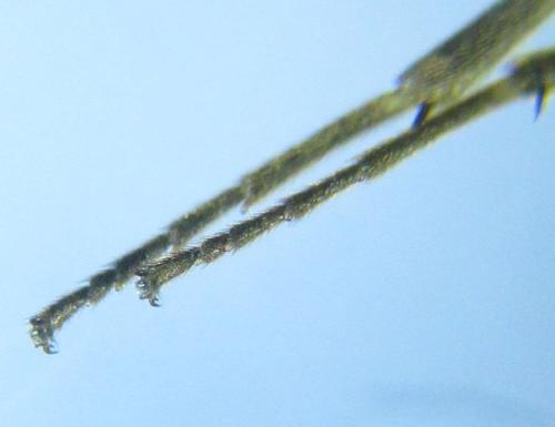 Empria longicornis