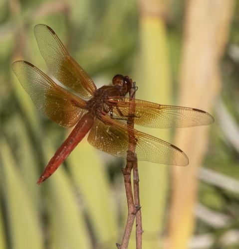 Réf. 299 322 : Libellula saturata