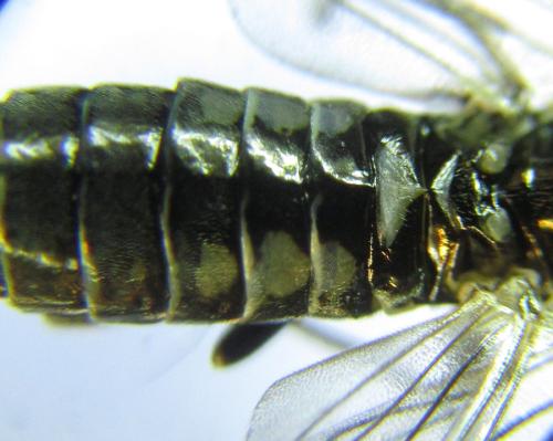 Réf. 299 737 : Empria longicornis