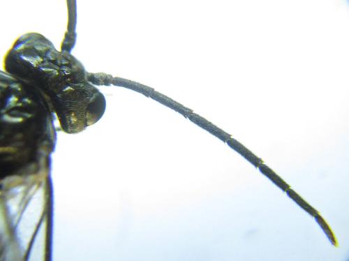 Empria longicornis