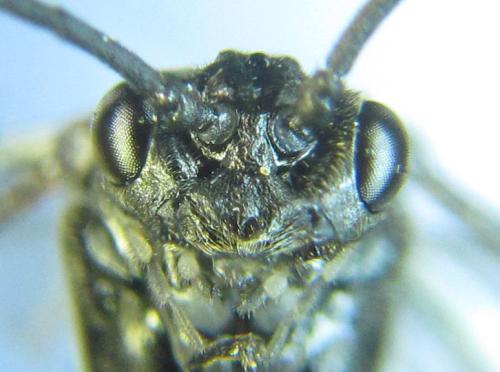 Réf. 299 739 : Empria longicornis