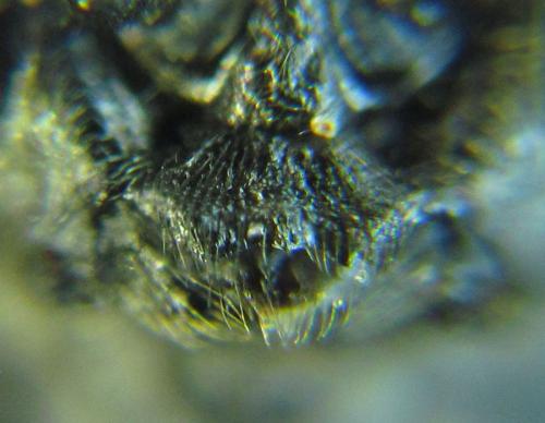 Empria longicornis