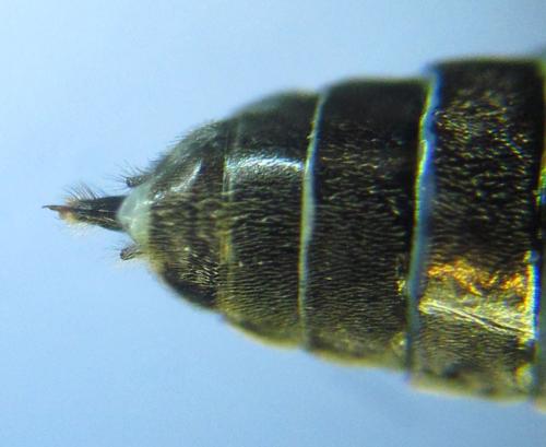 Réf. 299 742 : Empria longicornis