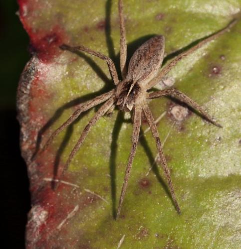 Réf. 299 358 : Pisaura mirabilis