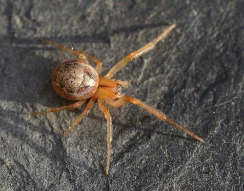 Zygiella atrica