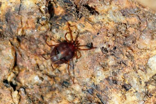 Réf. 299 381 : Erythraeus sp.