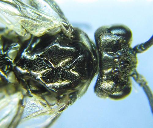 Empria longicornis