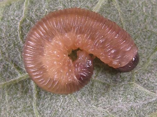 Empria longicornis