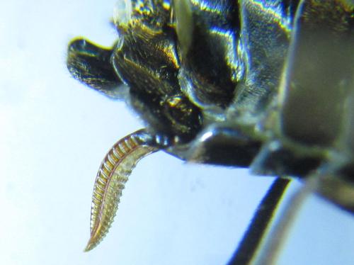 Empria longicornis