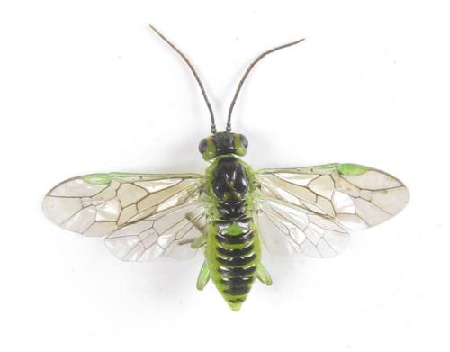 Euura hypoxantha