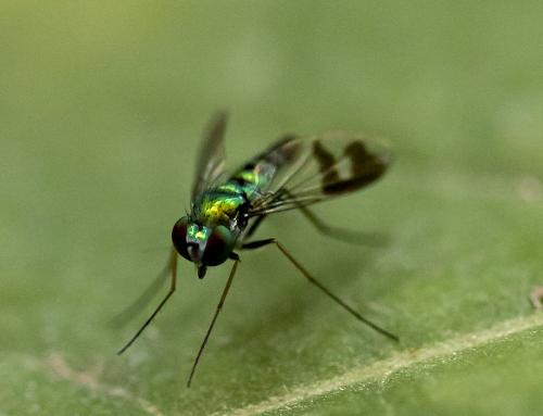 Réf. 299 599 : Condylostylus sp.