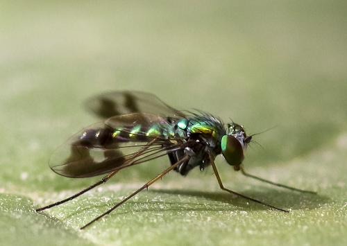 Condylostylus sp.