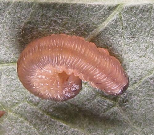 Empria longicornis