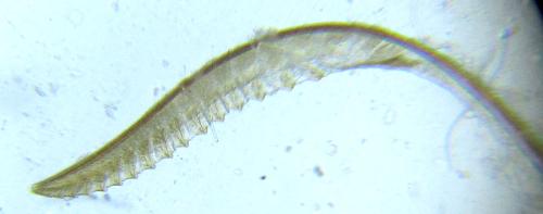 Empria longicornis