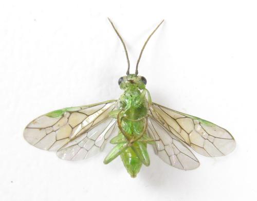 Réf. 299 697 : Euura hypoxantha